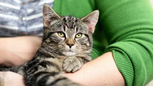 Senior cat cradled by owner